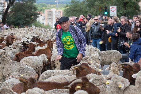 Spanija Ovce Spanija Ovce