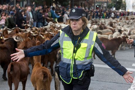 Spanija Ovce Spanija Ovce