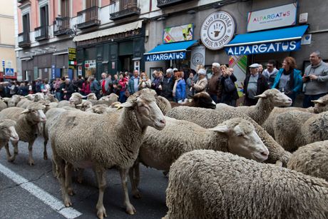 Spanija Ovce Spanija Ovce