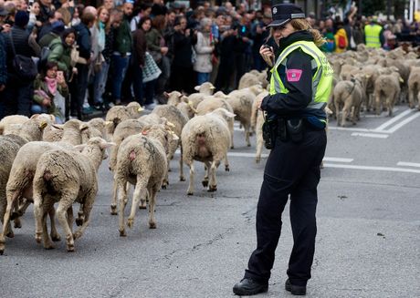 Spanija Ovce Spanija Ovce