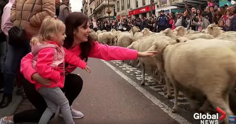 Ovce u Madridu