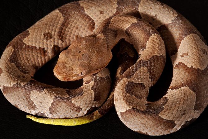 southern copperhead zmija