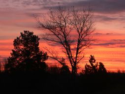 Deliblatska peščara