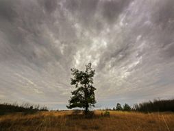 Deliblatska peščara