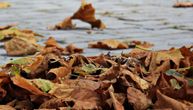 Zašto je važno ukloniti opalo lišće: Paljenje je zabranjeno i kažnjivo