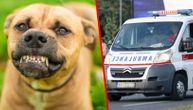 Horor u Rakovici: Devojčicu izujedao pas, hitno prevezena u bolnicu