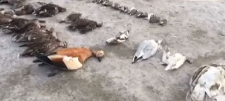 Mrtve ptice
