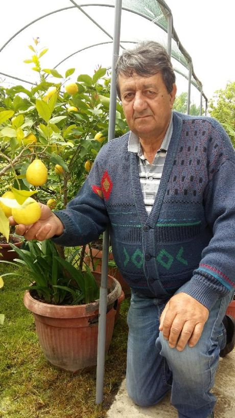 Limun, plantaža, poklon, Stanislav Trifunović