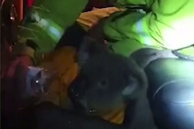 Koala požari Australija