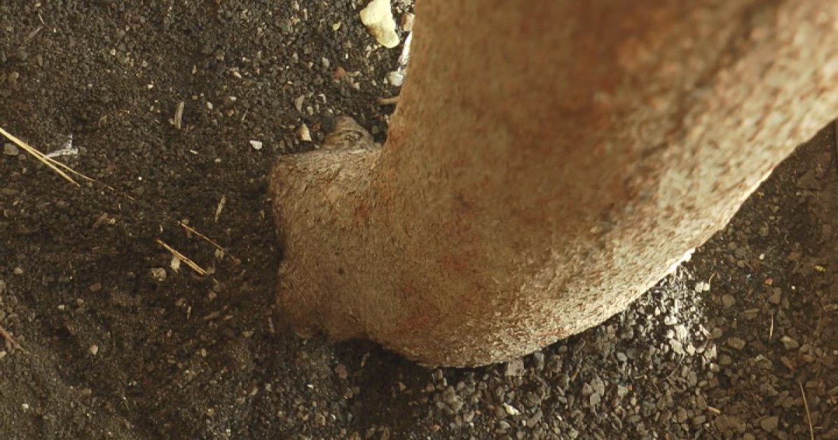 On je džinovski i sviđa se mnogim ženama: Gužva kod Doma kulture u Čačku, svi bi da vide najvećeg na Balkanu