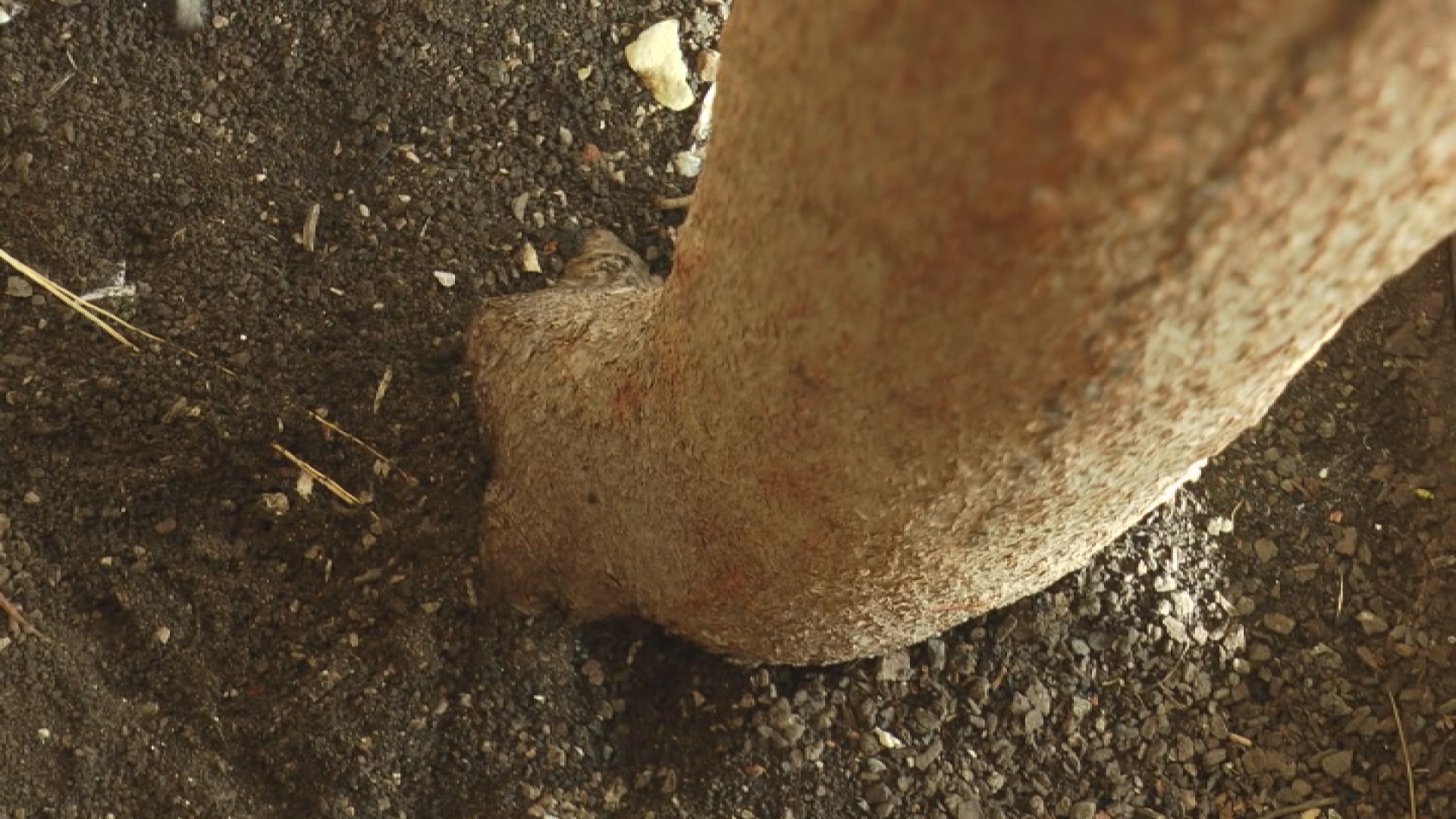 On je džinovski i sviđa se mnogim ženama: Gužva kod Doma kulture u Čačku, svi bi da vide najvećeg na Balkanu