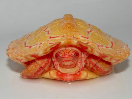 Albino kornjača