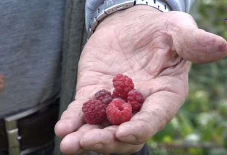 Maline, Ivanjica