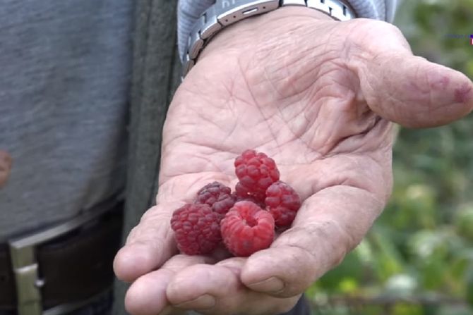 Maline, Ivanjica