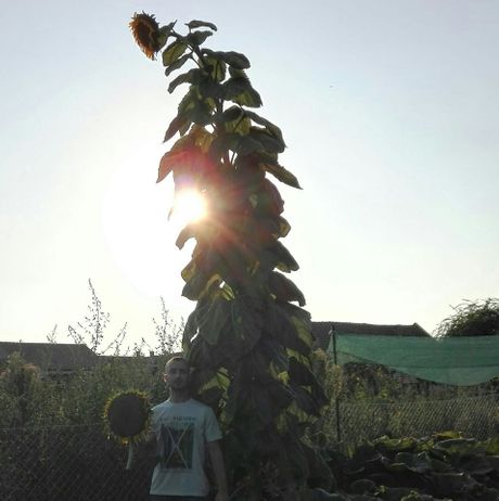 Radovanov suncokret je najviši u Banatu