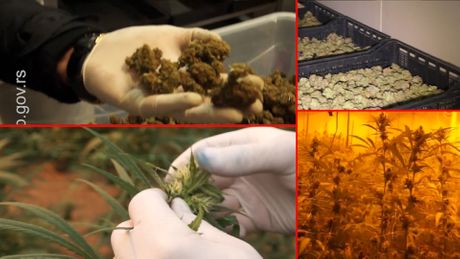 MUP, zaplena ilegalna laboratorija marihuane