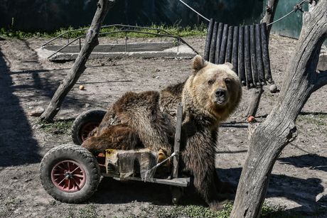 Medved Uško