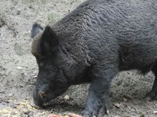 Divlja svinja, napad, Radovan Božić, Studenica