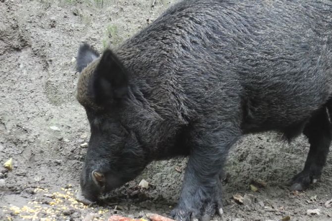 Divlja svinja, napad, Radovan Božić, Studenica