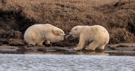 Polarni medvedi, plastika