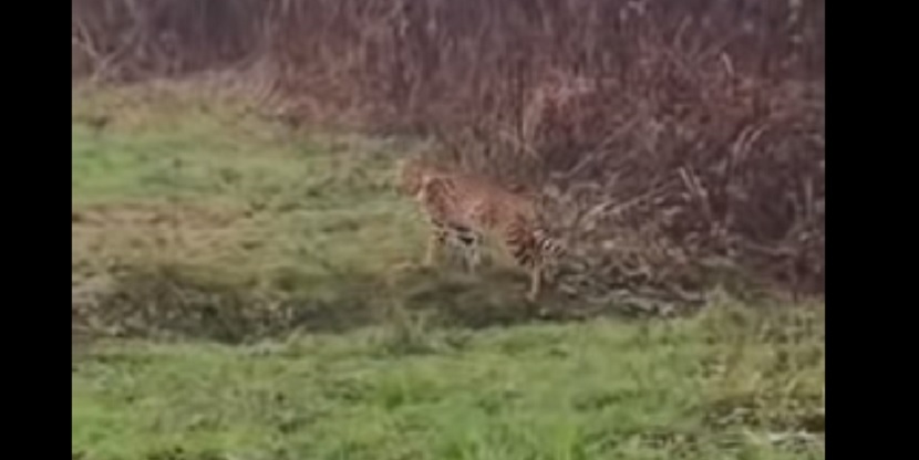 Divla Macka Ris Afrička divlja mačka luta poljima kod Zagreba: Tvrde da je ovaj snimak ...