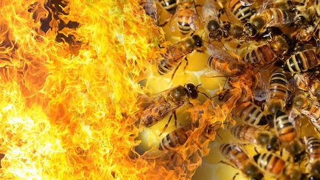 Pčele košnica požar vatra