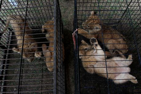 Krijumčari lavovi Indonezija
