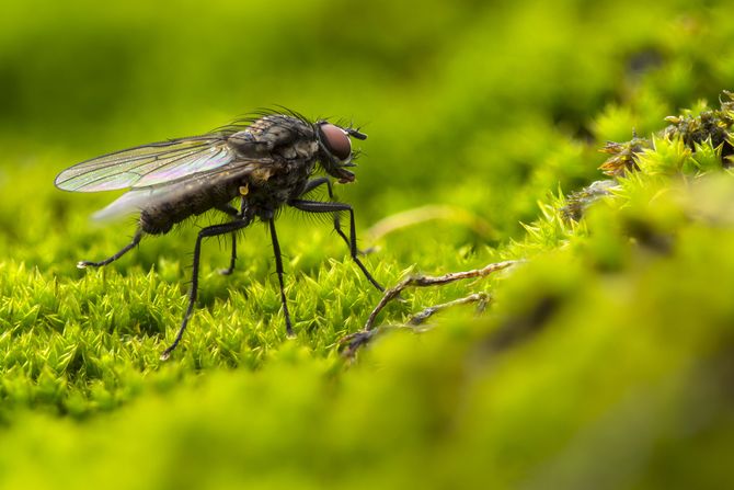Insekti muva Insekti muva
