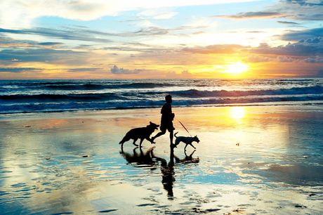 Psi, pas, more, odmor, zalazak sunca, šetnja pasa