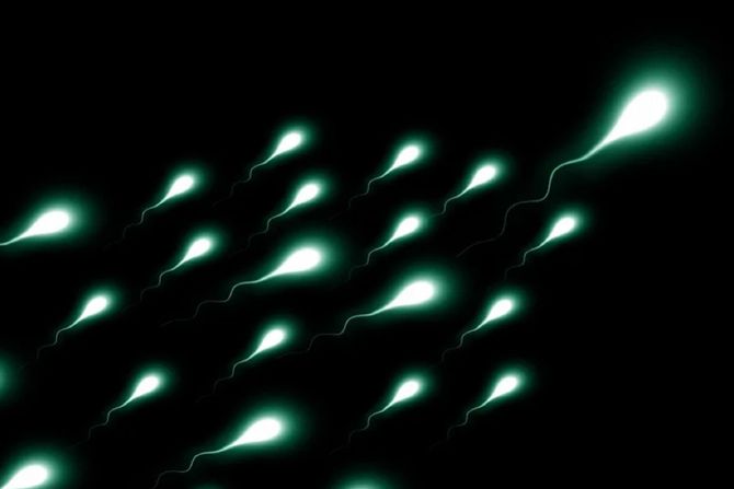 Spermatozoidi