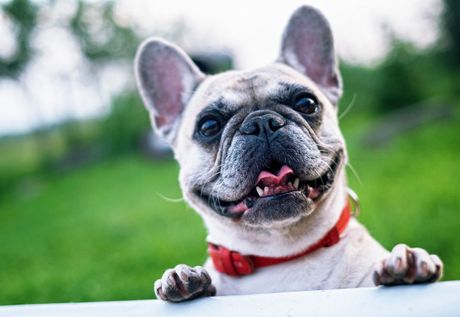 francuski buldog, pas