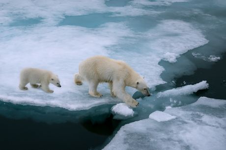 Globalno zagrevanje, otapanje leda, led, beli medvedi
