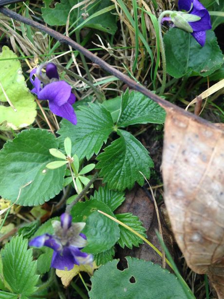 Ljubičice Ljubičice