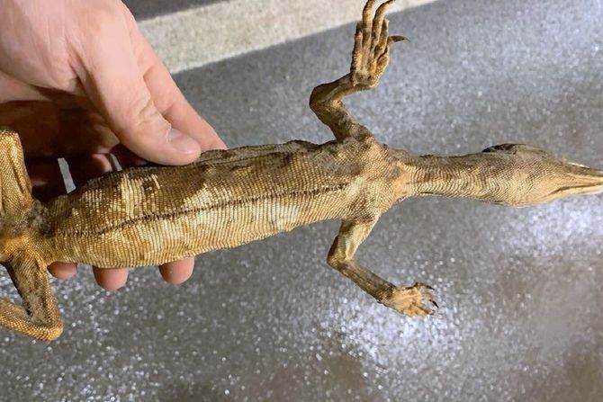 Preparirani guster, zaplena Preparirani guster, zaplena