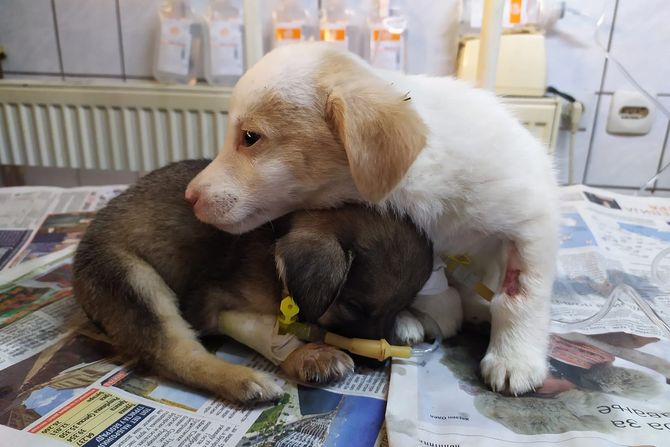 Zara i Šećer, napušteni psi, bolesni psi