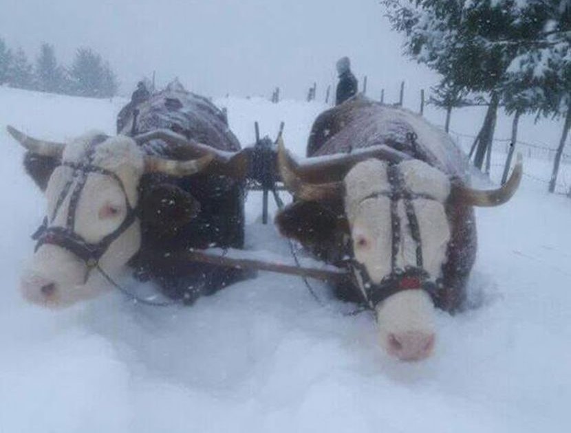 Scene Borbe Sa Snegom U Novoj Varoši: Volovi Se Uputili U Smetove ...