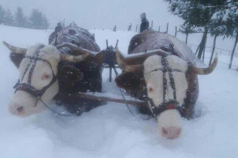 Scene borbe sa snegom u Novoj Varoši: Volovi se uputili u smetove, ledena  belina ih skoro progutala - Telegraf.rs