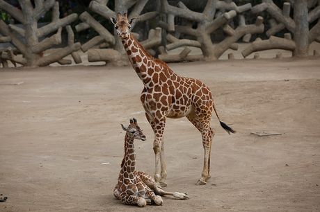 Žirafe u zoo vrtu Žirafe u zoo vrtu