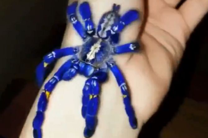 Tarantula