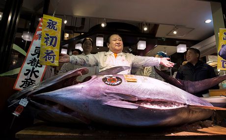 Japan najveća Tuna