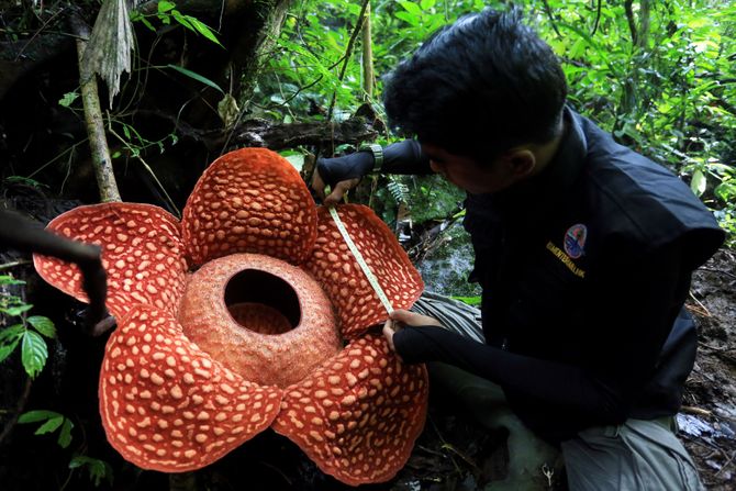 rafflesia flower