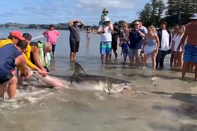 Ajkula Novi Zeland