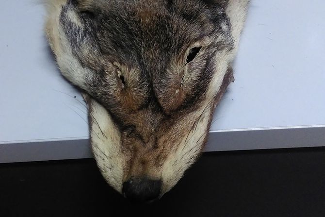 Zaplenjeno krzno zasticenog vuka, Kaludjerovo Zaplenjeno krzno zasticenog vuka, Kaludjerovo