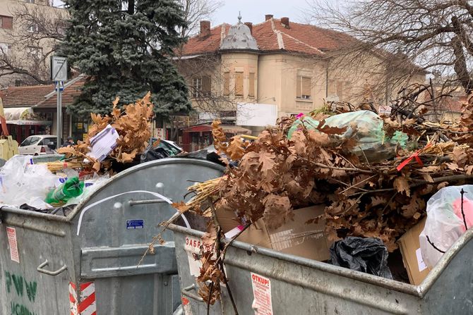 Badnjak, Jagodina