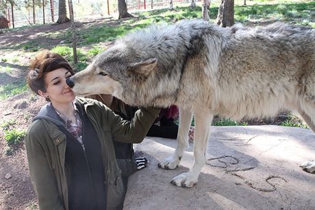 Devojka sa vukom