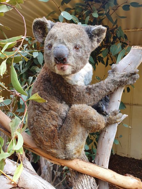 Koala požar Australija