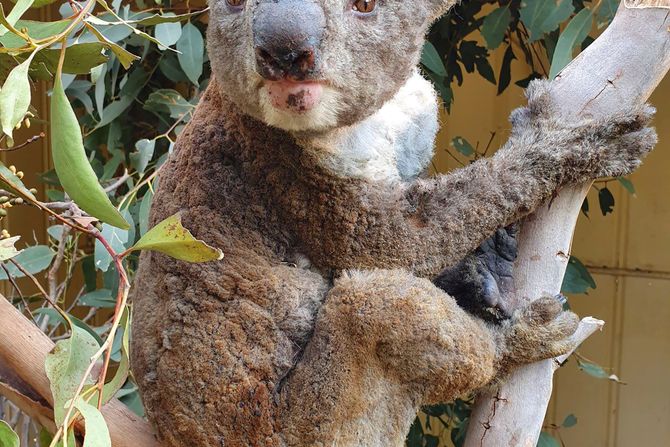 Koala požar Australija