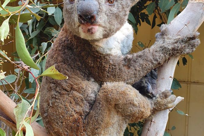 Koala požar Australija Koala požar Australija