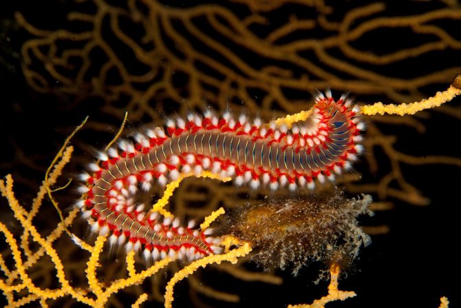 Vatreni crv, Bearded fireworm