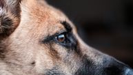 Nemački ovčar napao drugog psa, bili bez povoca, a vlasnika ni na vidiku: Strašan prizor u Subotici
